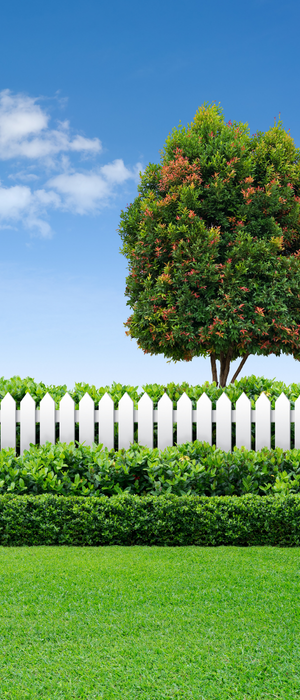 Vue d’un aménagement paysager avec une clôture et un arbre